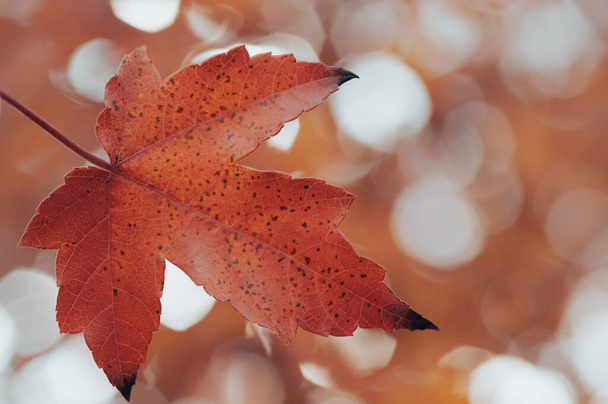 blurred autumn forest background with beautiful bokeh - 写真・画像