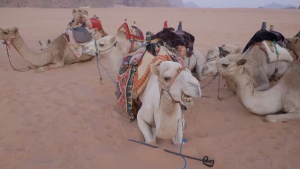 velbloudí karavana na dunách - Záběry, video