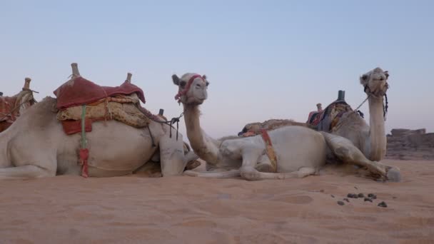 caravana de camelo nas dunas - Filmagem, Vídeo