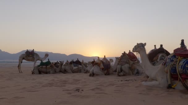 caravana de camellos en las dunas al amanecer - Imágenes, Vídeo
