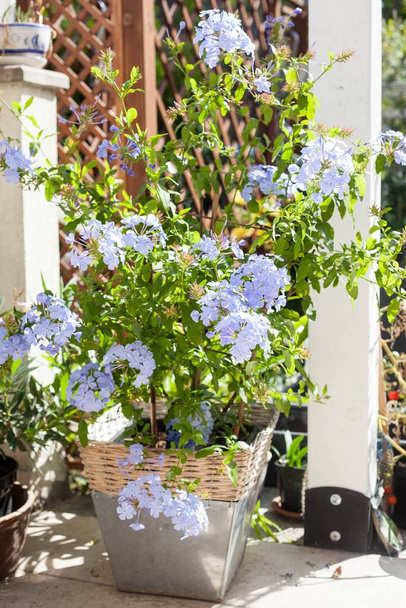 piękny niebieski plumbago roślin śródziemnomorski pół-drzewny wieloletni krzew, który produkuje phlox-like niebieskie kwiaty na tarasie - Zdjęcie, obraz