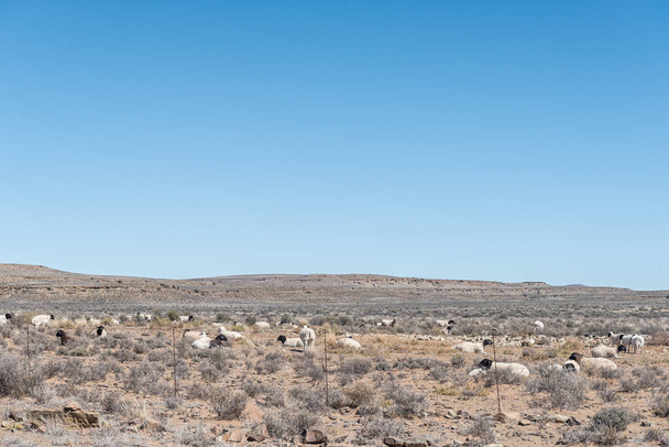 A typical Karoo scene, with dorper sheep near Fraserburg in the Northern Cape Karoo. - Photo, image