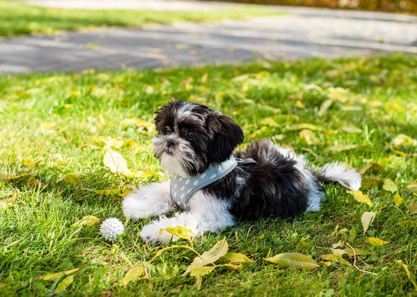 Un simpatico cucciolo Shih Tzu si trova con una palla nel parco autunnale. Primo piano - Foto, immagini