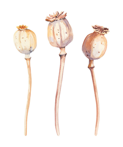 Acuarela pintada a mano amapolas secas sobre fondo blanco. Ilustración en acuarela. Flores boho secas - Foto, Imagen
