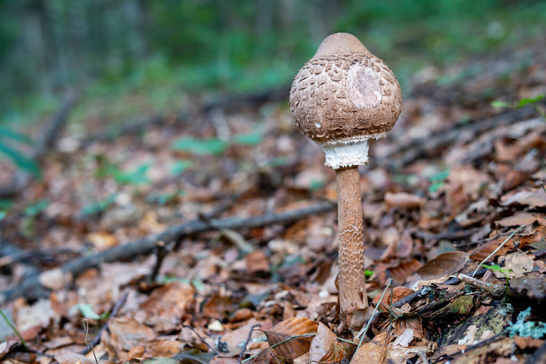 A young round parasol mushroom in the forest surrounded by leaves - Photo, Image