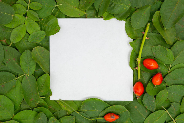 Creatieve lay-out gemaakt van hondenroos (rozenbottels) bladeren en verse fruitbessen in de herfst en papieren kaart. Plat gelegd. Herfst natuur verlaat concept. - Foto, afbeelding