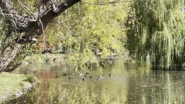 Autumn in all its glory. Ducks swim in the lake. Amazing colors of autumn. Relaxing stock video footage. - Video