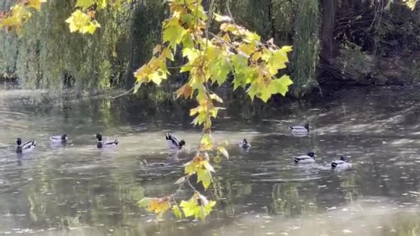 Autumn in all its glory. Ducks swim in the lake. Amazing colors of autumn. Relaxing stock video footage. - 映像、動画
