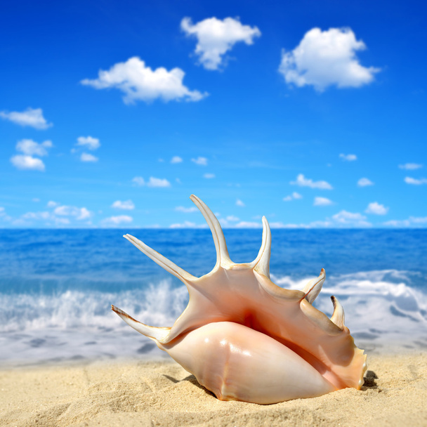Conch shell - Photo, Image