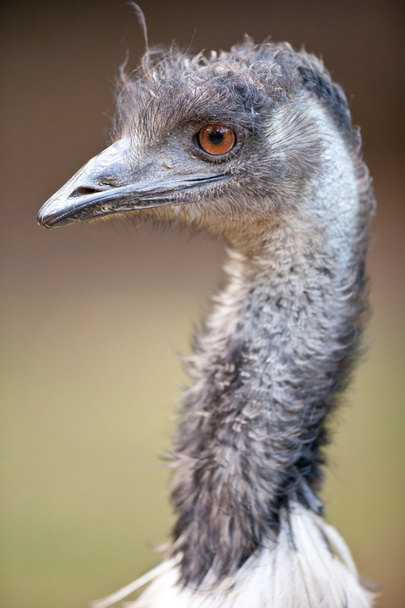 Ostrich - Фото, зображення