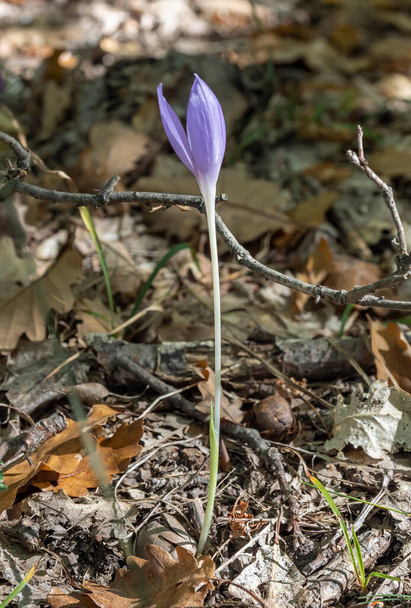 Colchicum autumnale, beautiful autumn flowers in the natural environment. - Photo, Image
