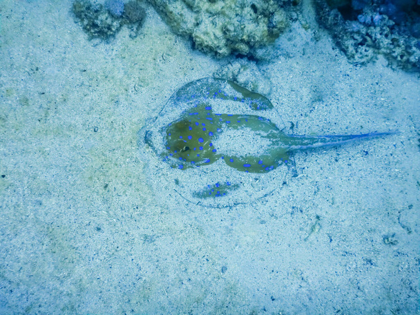 raia azul manchada enterrada na areia que jaz no fundo do mar no mar vermelho - Foto, Imagem