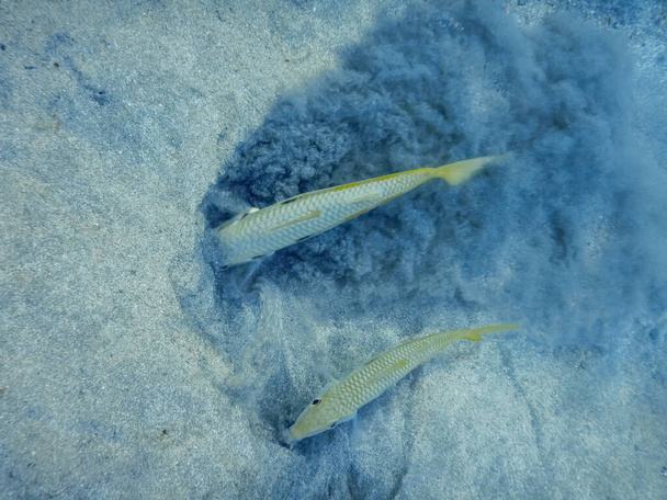 dos peces cabra amarillos cavan en la arena del fondo marino para alimentarse en Egipto - Foto, Imagen