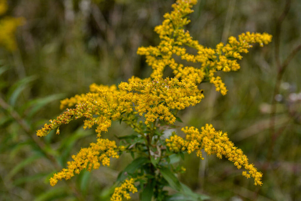 Aranyrúd (Solidago canadensis) virágzik a területen. Orvosi gyógynövények sorozat. - Fotó, kép
