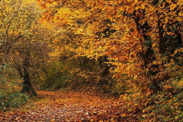 Autumn forest. Gold autumn concept. Magical autumn. Seasons. High quality photo - Фото, изображение