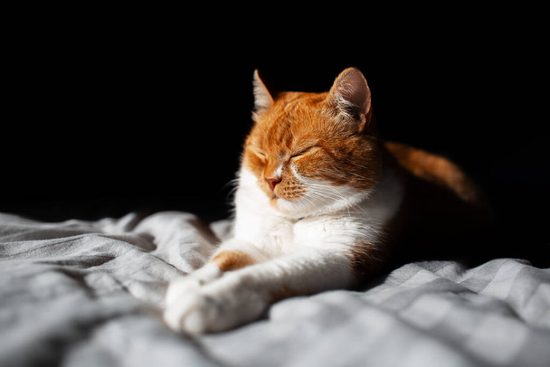 黒を背景に、目を閉じてベッドの上に横たわるかわいい赤白い猫の肖像画。太陽からの照明. - 写真・画像