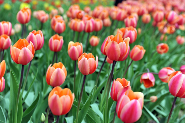 Red tulips - Φωτογραφία, εικόνα
