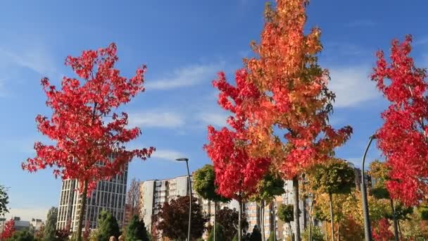 Herfst gele sinaasappelbomen en bladeren. Prachtige blad vallen in park en straat in de stad Dnipro, Oekraïne in de herfst - Video