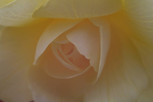 バラの花や花弁のパステルカラーのクローズアップ。, - 写真・画像