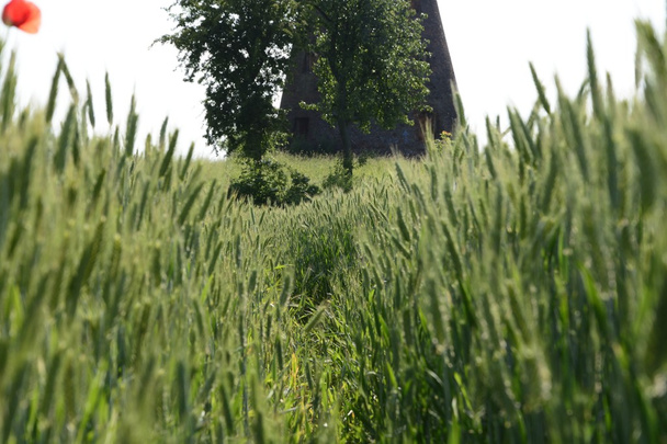 Fuera de la ciudad - paisaje rural - un antiguo molino de viento en el fiel
 - Foto, imagen