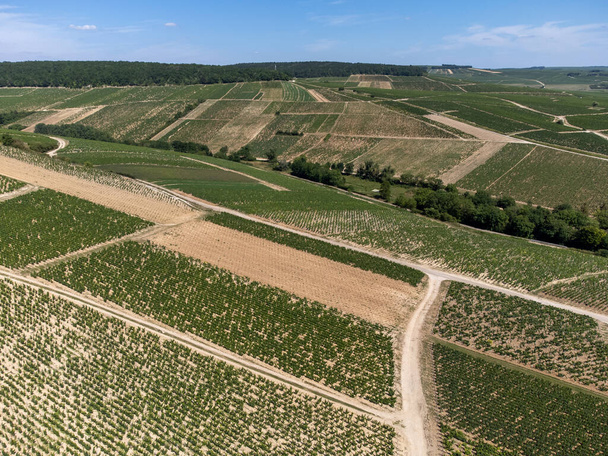 Aerial view on green Chablis Grand Cru appellation vineyards with grapes growing on limestone and marl soils, Burdundy, France - Fotoğraf, Görsel
