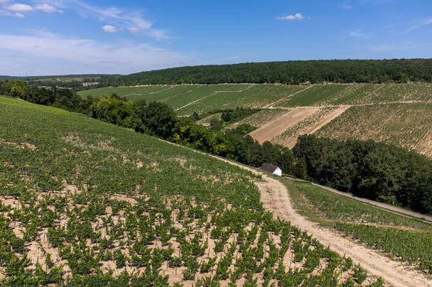 Αεροφωτογραφία σε πράσινους αμπελώνες Chablis Grand Cru με σταφύλια που καλλιεργούνται σε ασβεστολιθικά και μαριναρισμένα εδάφη, Burdundy, Γαλλία - Φωτογραφία, εικόνα
