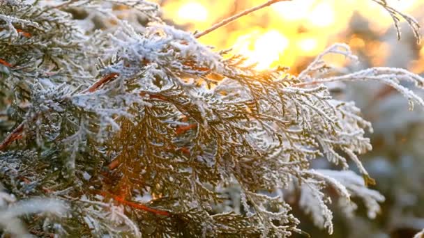 Ветви Thuja в белом морозе в лучах солнца. Ледяной естественный фон. Холодная и морозная сезона.Сначала морозы. 4k кадров - Кадры, видео