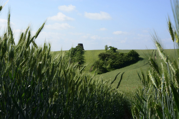 За городом - сельский пейзаж - старая ветряная мельница на поле
 - Фото, изображение