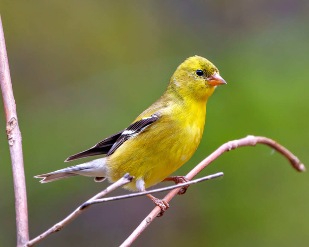 American Goldfinch close-up profile view, perched on a branch with a soft blur background in its environment and habitat surrounding and displaying its yellow feather plumage. Finch Photo and Image. - Photo, image