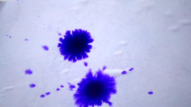 Isolated Beautiful Spreading Purple Ink Drops on White Wet Smooth Surface. Drop of Spreads in the Form of a Flower, Abstract Close-up Shot - Footage, Video
