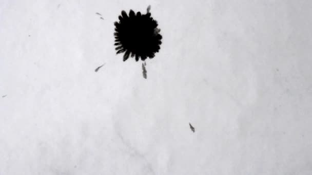 抽象的な孤立した白い紙の表面に落ちるスプラッシュ滴の黒いインク塗料の滴有機的な流れを閉じるマクロ。白い背景に黒インクの液体のラウンドドロップ.吸収性のしみ - 映像、動画