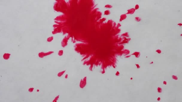 rouge, encre rose claret, gouttelettes de peinture se répand sur le papier mouillé blanc flux organique. Des gouttes orange vif de peinture aquarelle goutte à goutte sur une surface blanche plate. Fond créatif abstrait shoot - Séquence, vidéo
