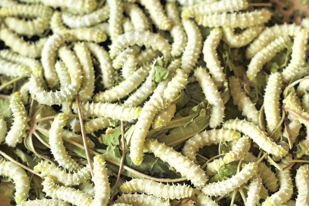 Silkworms with in the nature - Photo, Image