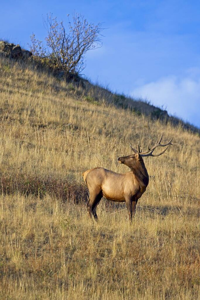 A bull elk looks back the other way on the side of a hill in western Montana. - Photo, Image