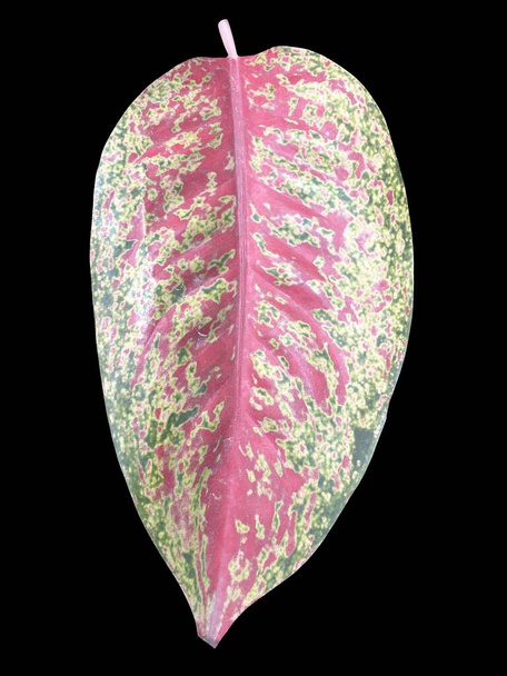 kolorowy liść tropikalny Aglaonema, odizolowany na czarnym tle. - Zdjęcie, obraz