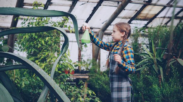 Focused child is sprinkling water on leaves of large evergreen plant with sprayer inside greenhouse. Family business, interesting hobby, flowers and people concept. - Foto, Bild