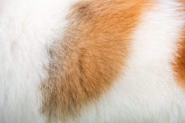 Background of dog hair. The dog's background. The dog's coat and skin are white with brown spots. - Photo, Image