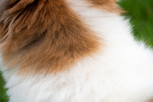 犬の毛の背景。犬の背景。犬のコートと皮膚は茶色の斑点がある白です. - 写真・画像