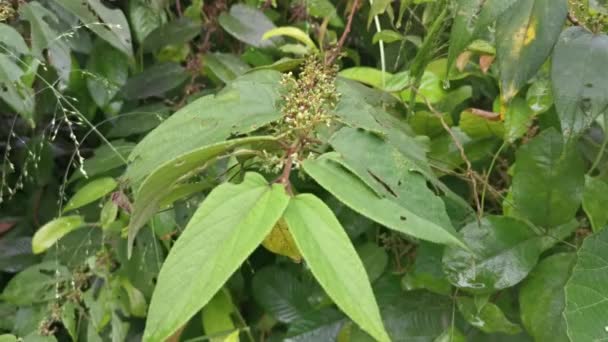 wild trema orientalis tree plant in the forest - Footage, Video