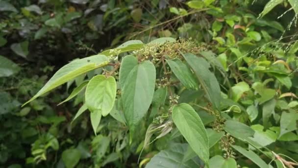 luonnonvarainen trema orientalis kasvi metsässä - Materiaali, video