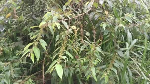 wild trema orientalis tree plant in the forest - Footage, Video