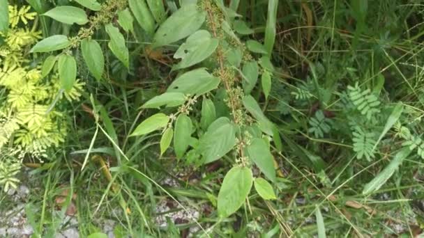 trema orientalis silvestre planta de árbol en el bosque - Metraje, vídeo