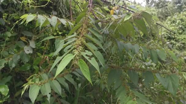 trema orientalis silvestre planta de árbol en el bosque - Metraje, vídeo