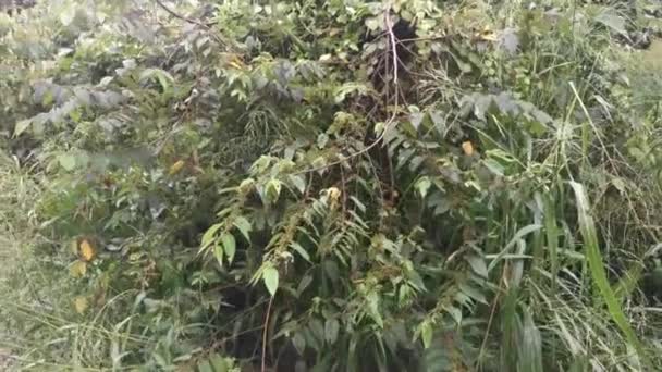 wild trema orientalis Baumpflanze im Wald  - Filmmaterial, Video