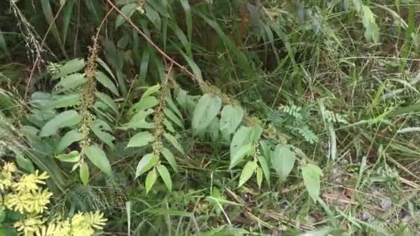 wild trema orientalis Baumpflanze im Wald - Filmmaterial, Video