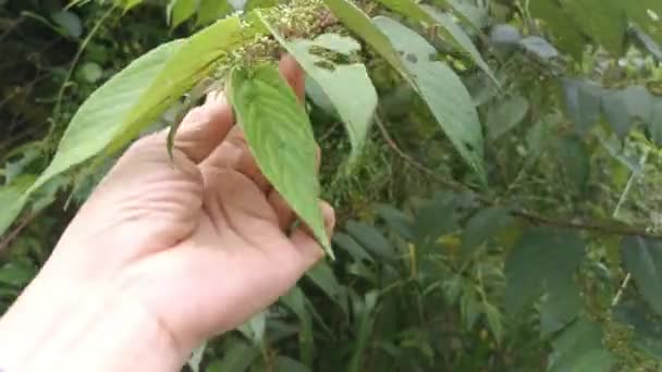 wild trema orientalis Baumpflanze im Wald - Filmmaterial, Video