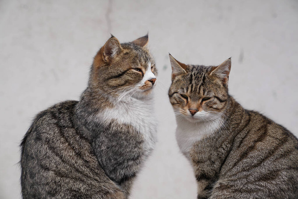 Дві прекрасні коричневі кішки сидять поруч
 - Фото, зображення
