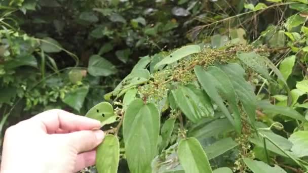 trema orientalis silvestre planta de árbol en el bosque - Imágenes, Vídeo