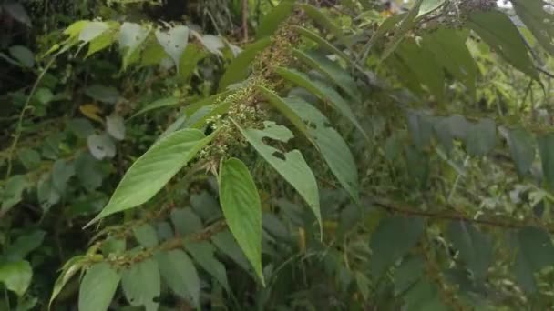 dzikie drzewa trema orientalis w lesie  - Materiał filmowy, wideo