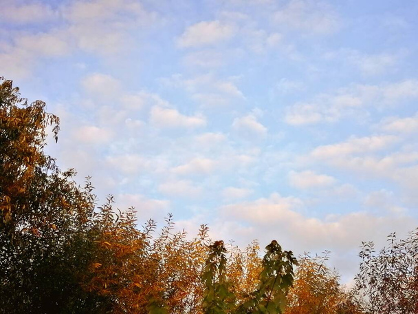 Φθινοπωρινές κορυφές δέντρων ενάντια στον ουρανό.  - Φωτογραφία, εικόνα